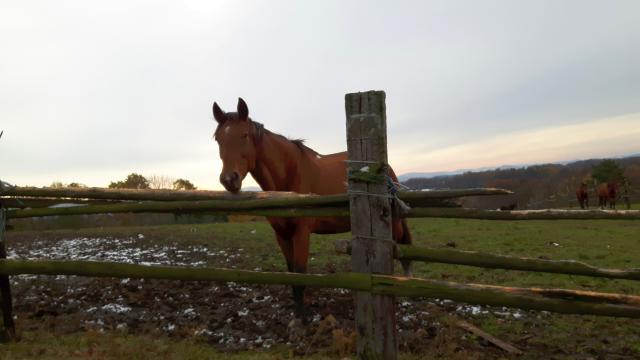 Stall bei Luka