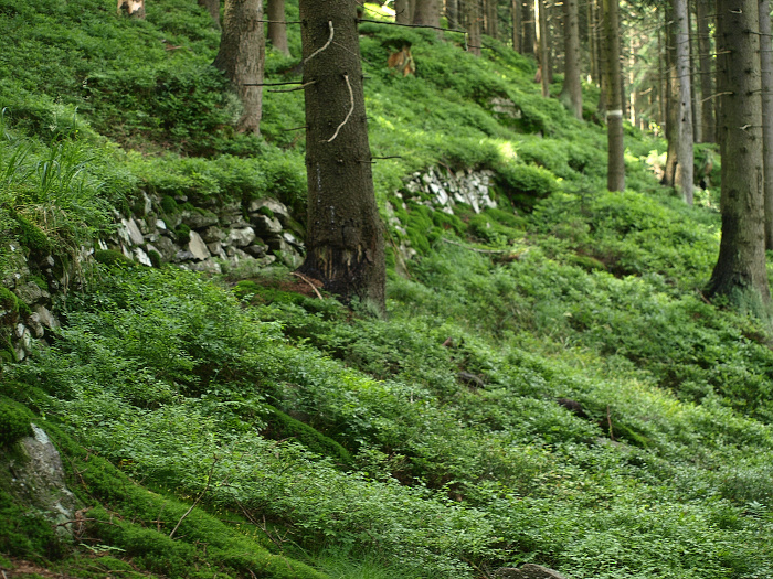 Schwarze Leiten -  Altvatergebirge