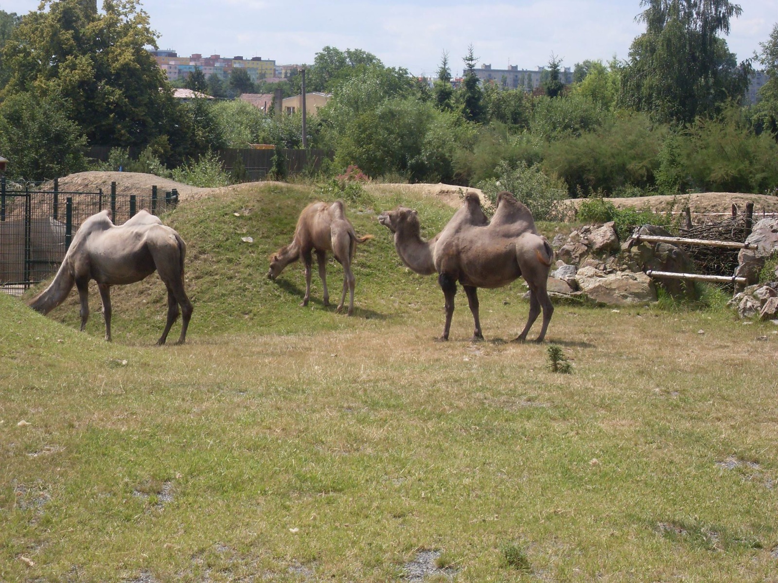 Zoological and Botanical Garden, Dinopark Plzen