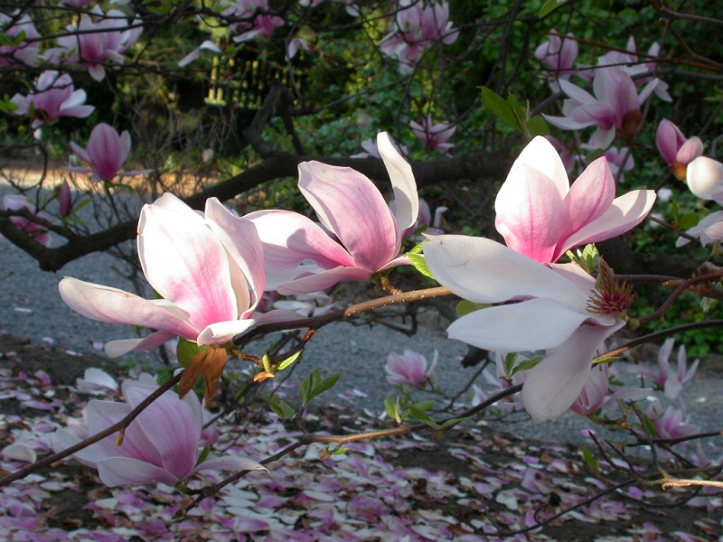 Botanischer Garten Tetschen