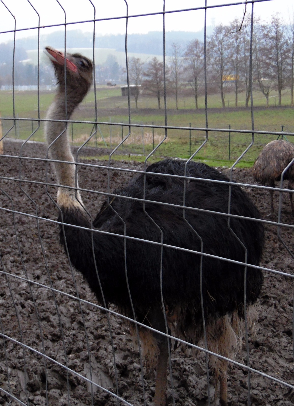 Ökofarm und Kinder-Zoo